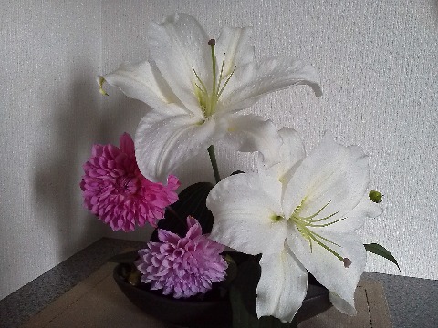 この花は,カサブランカとダリアです.ユリの中でも大輪で知られるこの品種だけあって,デカい! 直径を測ったら25センチありました.昔々,カサブランカ・ダンディーというジュリーの歌がありましたね.関係ないですけど.
