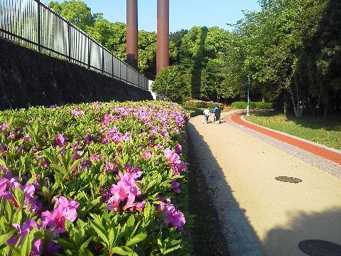 春日公園のツツジも,今が見ごろのようです.あちらこちらで咲いていますが,その中から2か所をご紹介しましょう.