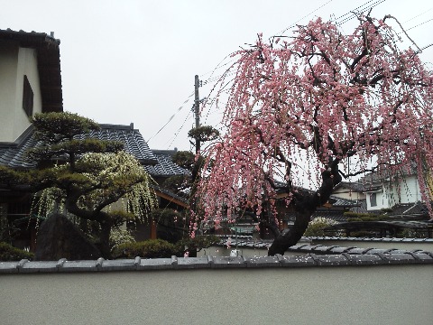 これは家の近くのお宅ですが，あまりにきれいなので勝手に写させていただきました．しだれ花桃かな？　見えにくいかもしれませんが，奥に同じような枝ぶりの白色もあってその対比も見事です．