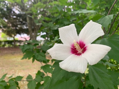 さてほぼ毎年アップしている気がしますが、木槿の花がきれいです。　お隣の国韓国の国花ですね。