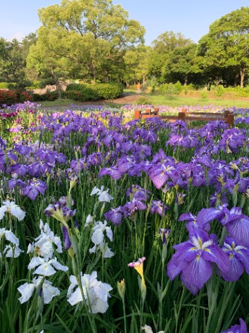 自然風庭園では花菖蒲が盛りで、紫と白色の対比がきれいです。 そういえば私のガーミン230と同じ色!