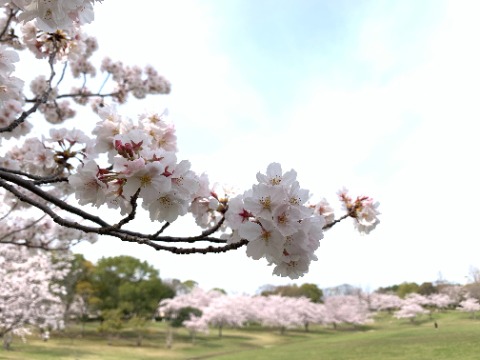 ということで、今日はやっぱりこの写真にしましょう。 まさに満開!です。