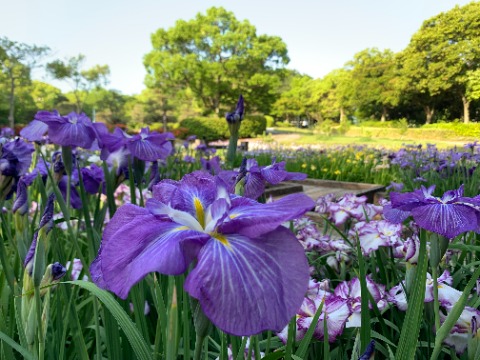 公園では花菖蒲が盛りです。