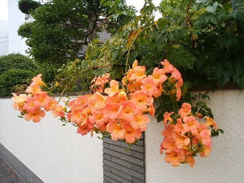 途中のお宅にノウゼンカズラが咲いていました。漢名は凌霄花(りょうしょうか)といって「霄(そら)を凌ぐ花」の意味だそうです。難しい漢字ですね。