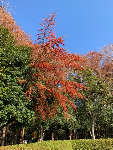 ということでこれも今日の画像です。 ピラカンサの真っ赤な実がびっしりついた枝が風に揺れていました。