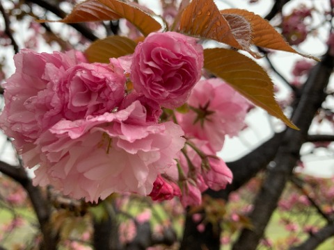 ソメイヨシノはもう若葉の緑のほうが目立つようになりましたが、この八重桜はまだ満開前です。　昔この花が桜餅に見えると言った友人がいましたが、若葉の色と合わせてみるとたしかにそう見えてくる気がします。