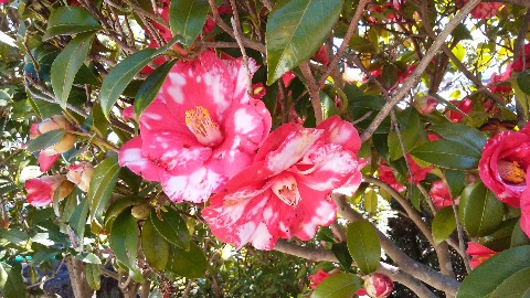 これは，春日公園ではなくかみさんの実家の庭に咲いている白い斑入りのツバキです．ちょっと珍しいでしょう？