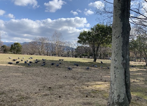 今日は公園の鳩をご紹介。 こんなにうじゃうじゃいます。そして、写真に写すのが難しいのですが、周回路で蹴とばしそうになるくらい近くを通っても全然逃げません。 人間に意地悪されたことがないのでしょうね。