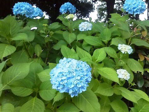 水無月となり，雨や曇り空が似合う花といえばやはり紫陽花でしょう．春日公園でもまだ走りでしょうが，咲き始めています．