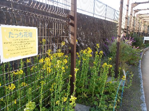 すっかりご無沙汰している間に、春日公園にも早くも春が！　菜の花が咲いていました。　早いですが、そういえばいぶすき菜の花マラソンでも咲いていますものね。あの池田湖のほとりを思い出します。