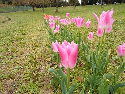 去年はたくさんあったチューリップですが、今年は少しだけになっていました。それでも、ずらっと並んで咲いていてきれいです。