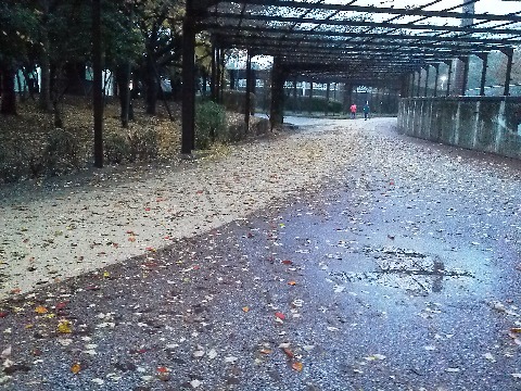 雨のせいで一段と落ち葉が多く,走路一杯に広がっていました.落ち葉を踏んで走るのもたまには良いですけどね.