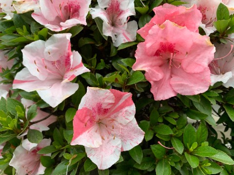 これはうちの近くのお宅のツツジで、以前にもアップしたネタですが･･･　左のはほんのりほろ酔い、真ん中のはだんだん良い調子になってきて、右のはすっかり出来上がり！って見えませんか？