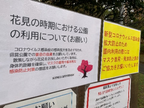 でも差し当たって、お花見の宴会は今年もやっぱり自粛！とのことです。残念･･･