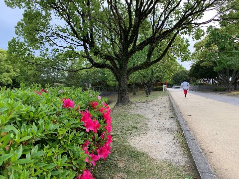 躑躅はもう盛りは過ぎたようですが、このように新緑の中で鮮やかな平戸躑躅も見られます。