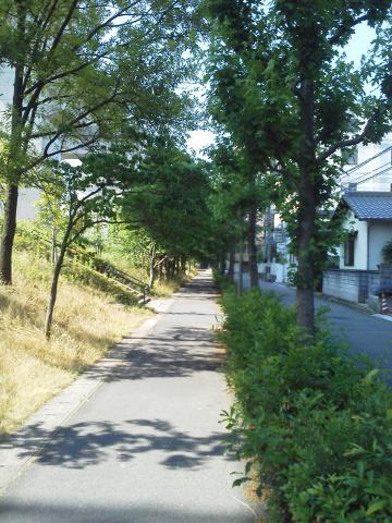 河畔だけでは距離が足りないので，川と並行しているこの遊歩道も使います．これは以前の写真なので，今はほんとは枝だけになっています．