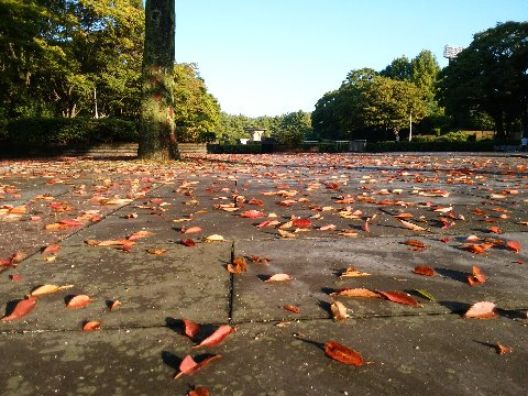 季節の進み具合は、木々の様子でも分かりますね。もう落ち葉の季節が始まっています。私の好きな橙色や黄色が楽しめるシーズン到来です。