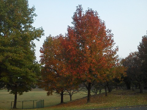 春日公園に1週間近く行かなかった間に,樹々の紅葉がだいぶ進んでいました.