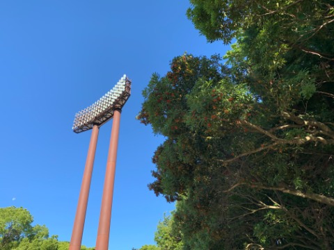 写したかったのは青空よりも山桃です。右側の木に赤い実がたくさん生っているのが見えますかね？　何年か前にラン仲間の皆さんと味見したのを思い出します。