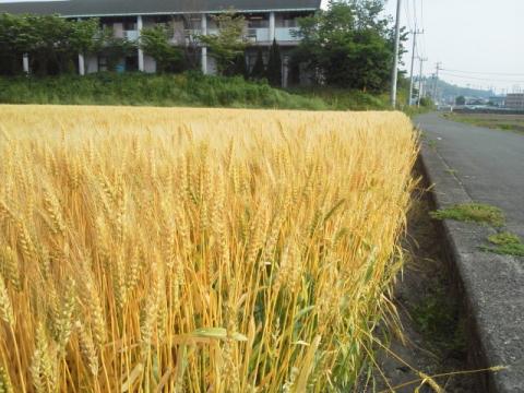 以前に青々とした麦の穂を紹介しましたが,それがもうこんな黄金色に色付いています.今度こそ麦の秋も間近でしょう.