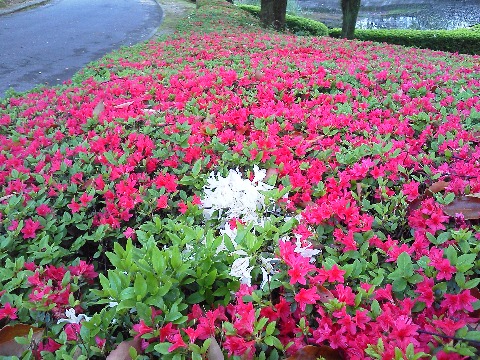 真っ赤なクルメツツジの中に，ほんの一部白い花が！　周りを全部紅色の花に取り囲まれて，四面楚歌ならぬ四面紅花といった風情でしょうか．数日前の盛りの時にはもっと真っ赤だったんですけどねえ･･･　周回路1000m地点内側です．