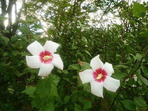 周回路の脇では、今年も木槿の花が咲いています。韓国の国花ですよね。
