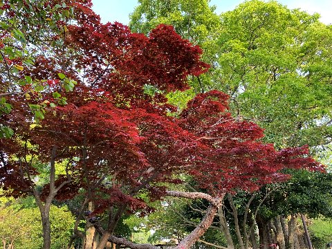 公園のほとんどが新緑なので、その背景の中でオオモミジの紅色が映えています。