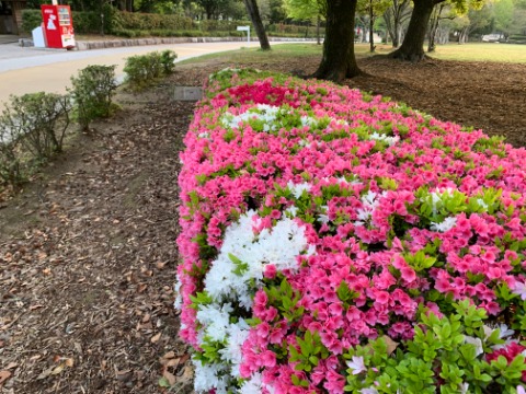 春日公園には、こんなにカラフルがツツジもあります。3色に葉っぱの緑も加わって良い感じです。