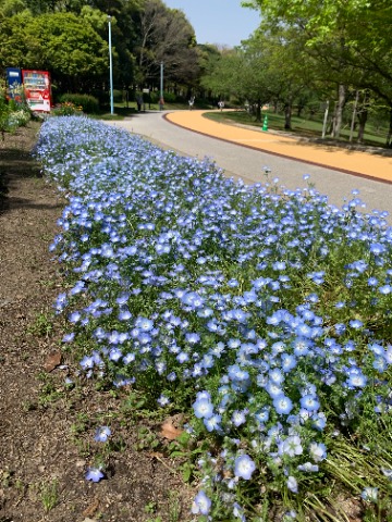 桜はすっかり新緑になりましたが、盛りのネモフィラが日差しを浴びて青く輝いています。