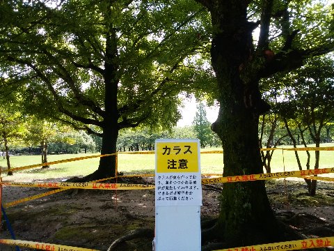 上野公園のパンダじゃないですが、カラスも子育ての季節らしくナーバスになっていてつつかれることもあるようです。ご用心ください。