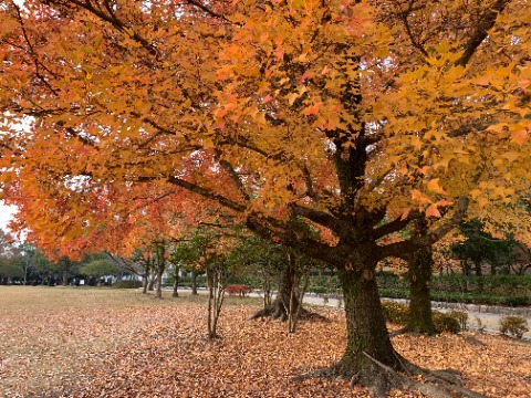 春日公園の今の見ごろは、山茶花(サザンカ)の花びらの絨毯、そしてこの台湾楓(タイワンフウ)の黄葉のようです。