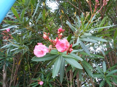 公園の周回路では、キョウチクトウ(夾竹桃)のピンクの花が咲いています。