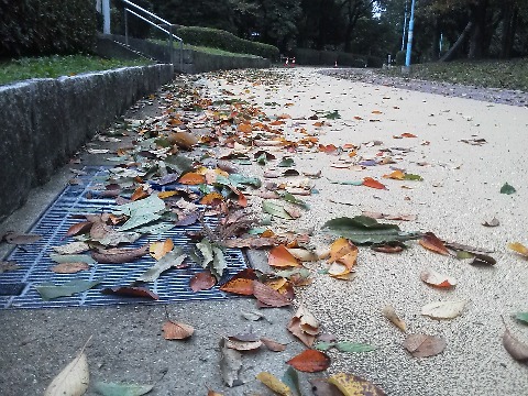 今朝の春日公園です．