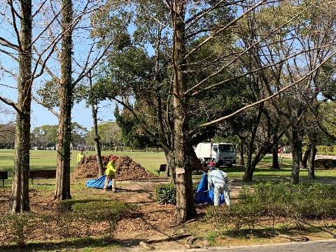 平日の日中走ってると、いろんな公園整備を見かけます。これは最初遠くから見た時には枯葉を集めているのかなと思ったのですが、逆でした。つまり、たぶんそんな枯葉とかで作った腐葉土を奥の車で持ってきて、その積み上げた山を切り崩してブルーシートで運んで、樹木の根元に敷き詰めていく。なかなか大変な作業でしょうけど、こんな皆さんのお蔭で公園がきれいに維持されているんでしょうね。