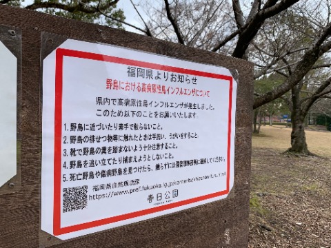 コロナで大変な人間世界だけでなく、鳥の世界もいろいろあるようです。　この鳥インフルでは、九州各地で養鶏業の方に大きな影響が出ています。こちらも早く収束しますように。
