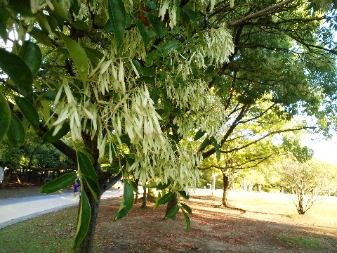 これは何かわかりますか？　過去にもご紹介したことがありますが、シマトネリコの実です。その時にも書きましたが、いつも花を見逃してしまいます。来年こそ確認したいな。