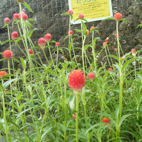 前回に続いて、「たっち花壇」からご紹介です。表示ではセンニチコウ(千日紅)となっていましたが、正確には近縁種のキバナセンニチコウで、ストロベリーフィールドという園芸品種のようですね。ドライフラワーに最適とのことです。