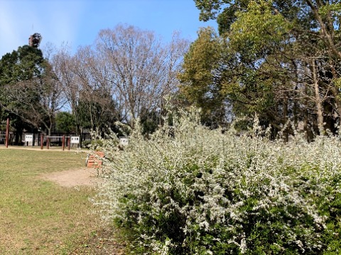 そんな状況とは関わりなく、公園は着実に春になっています。