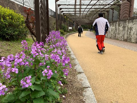 周回路スタート地点のたっち花壇も春を迎えてきれいな花々が咲いています。