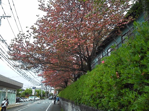 このハナミズキのトンネルがあんまり見事だったので,写真を撮るついでのお散歩でした.母がまだ元気な時にしょっちゅう買い物で通っていた道なので,今日,母にも車窓からですが見てもらいました.