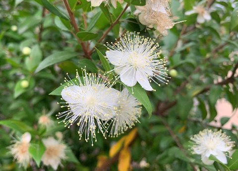 周回路脇のたっち花壇に、こんな花が咲いています。特徴的な花で、何かで見たような気もするのですが名前が分かりません。どなたかご存じないでしょうかね?
