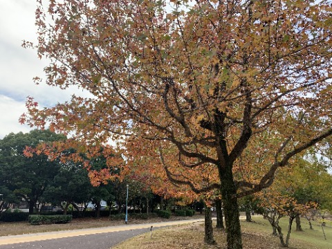 さて、周回路沿いでは例年このあたりのアメリカフウが一番に紅葉します。　でも今年は、まだ緑色も残っているし紅葉の色もイマイチのようです。　やはり暑すぎた夏のせいでしょうかね？