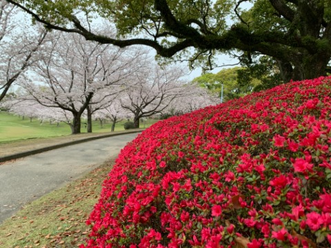 昨日は3者競艶でしたが、今日は2者、躑躅と桜です。私のコースの中では一番先に咲くのがここのクルメツツジです。今年は桜が開花も満開も例年よりも遅いようなので、両方がきれいです。