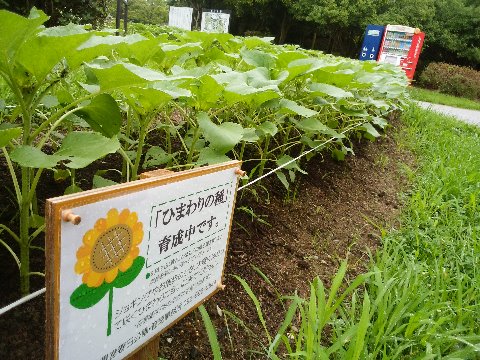 さてちょうど一月ほど前にご紹介した向日葵ですが、なかなか順調に成長してるようです。花が楽しみですね。