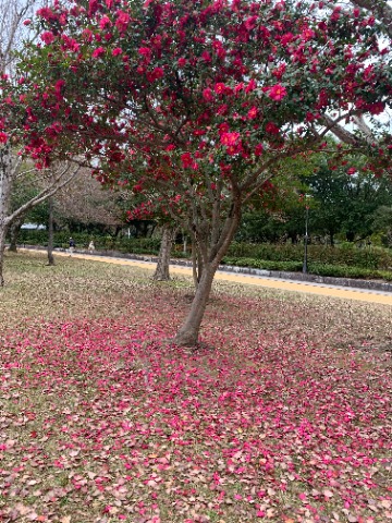 公園ではあちこちで山茶花が満開です。椿と違って花びらがバラバラに落ちるので、樹下も樹上に負けないくらいきれいです。