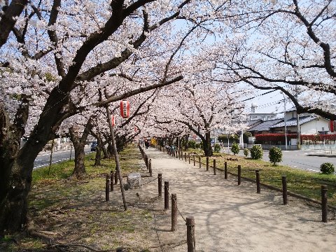 今日は春日公園の帰りに回り道をしてきました。こちらの方はすぐにどこかわかるでしょうけど、300メートルくらい桜並木が続いてもう満開です。　住所で言うと、福岡市博多区西春町になるようですが、地図では「雑餉隈（ざっしょのくま）桜並木」と表示されますね。