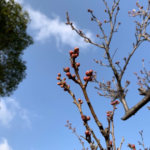 梅の蕾がしっかり膨らんできています。 日中の気温がジェットコースターのように乱高下するので、梅の木も開花のタイミングを計りづらいかもしれませんが、もうすぐでしょうね。