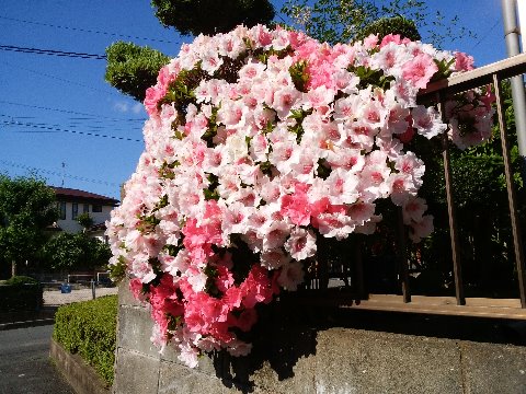 これも公園への道の途中のお宅です。ツツジ(躑躅)は全体的にはもう終わりのようですが、まだこんなに艶やかなところもあります。