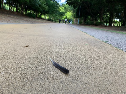 そして周回路では何枚か羽が落ちていました。もしかしたらケンカの名残り？　この時季、カラスは子育て中で気が立っているらしいですね。ご用心！