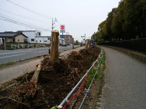 りっぱな（たぶん）クロガネモチの街路樹がごっそりなくなってしまうようです。